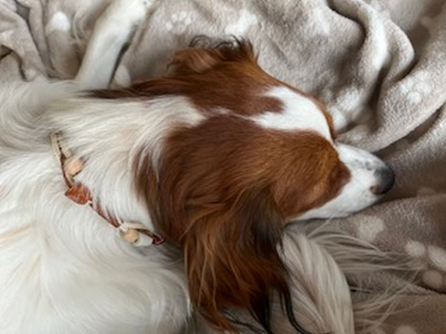 Hunde Isabelaleinendesin